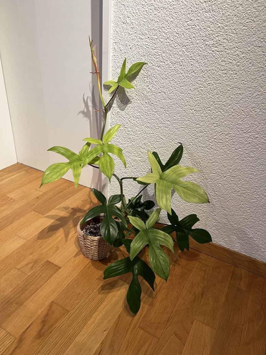 Piante & sementi: philodendron florida ghost – Usato da Regensdorf venduto da leo_yk2x