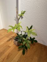 philodendron florida ghost