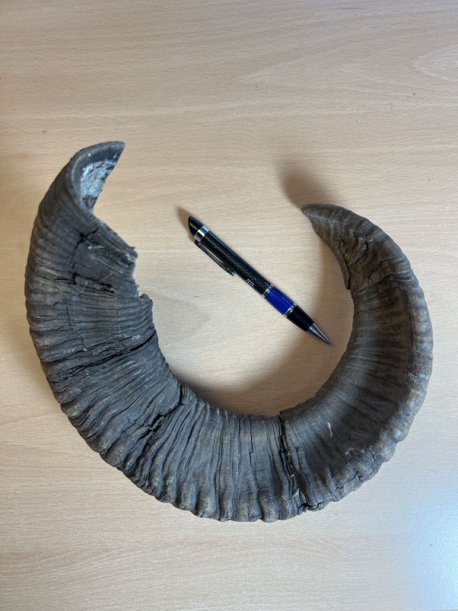 Sonstiges zum Sammeln & Seltenes: Mufflon Horn Geweih – Gebraucht aus Vaduz von hirschjager