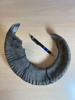 Mufflon Horn Geweih