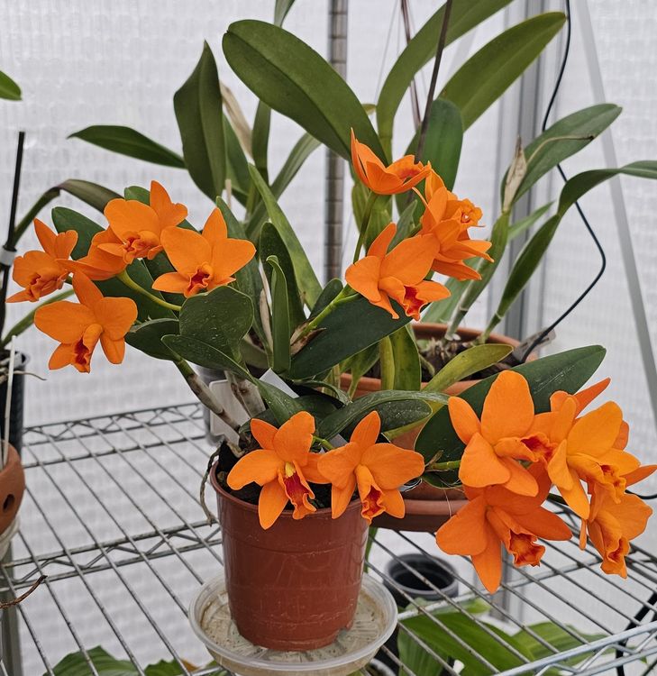 Orchidee Cattleya Kaufen