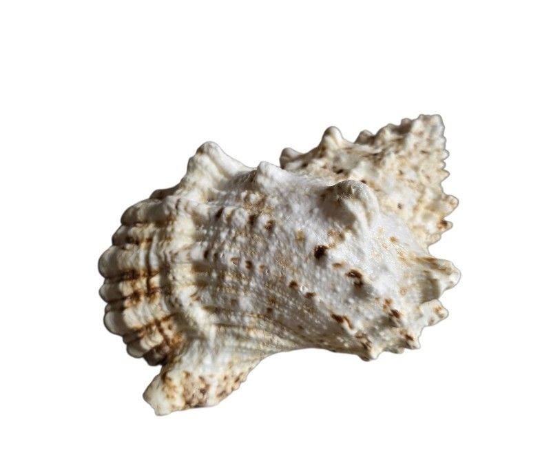 Fossili: coquillages 2 pcs grande – Nuovo e nell'imballaggio originale da Vernier venduto da 19pigments 1