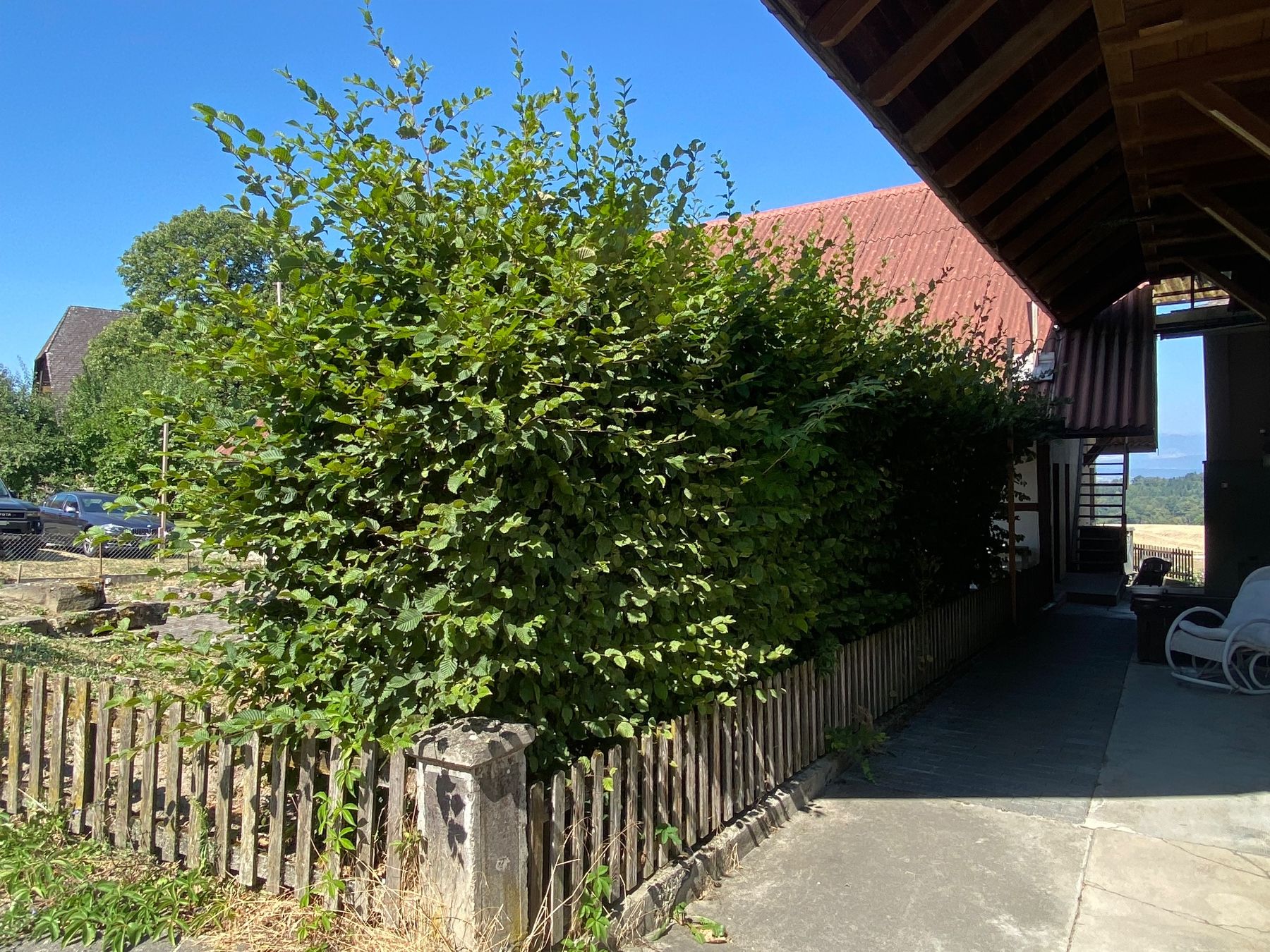 Pflanzen & Samen: hecke / sichtschutz / buche / laub – Gebraucht aus mühleberg von Nothelle 2