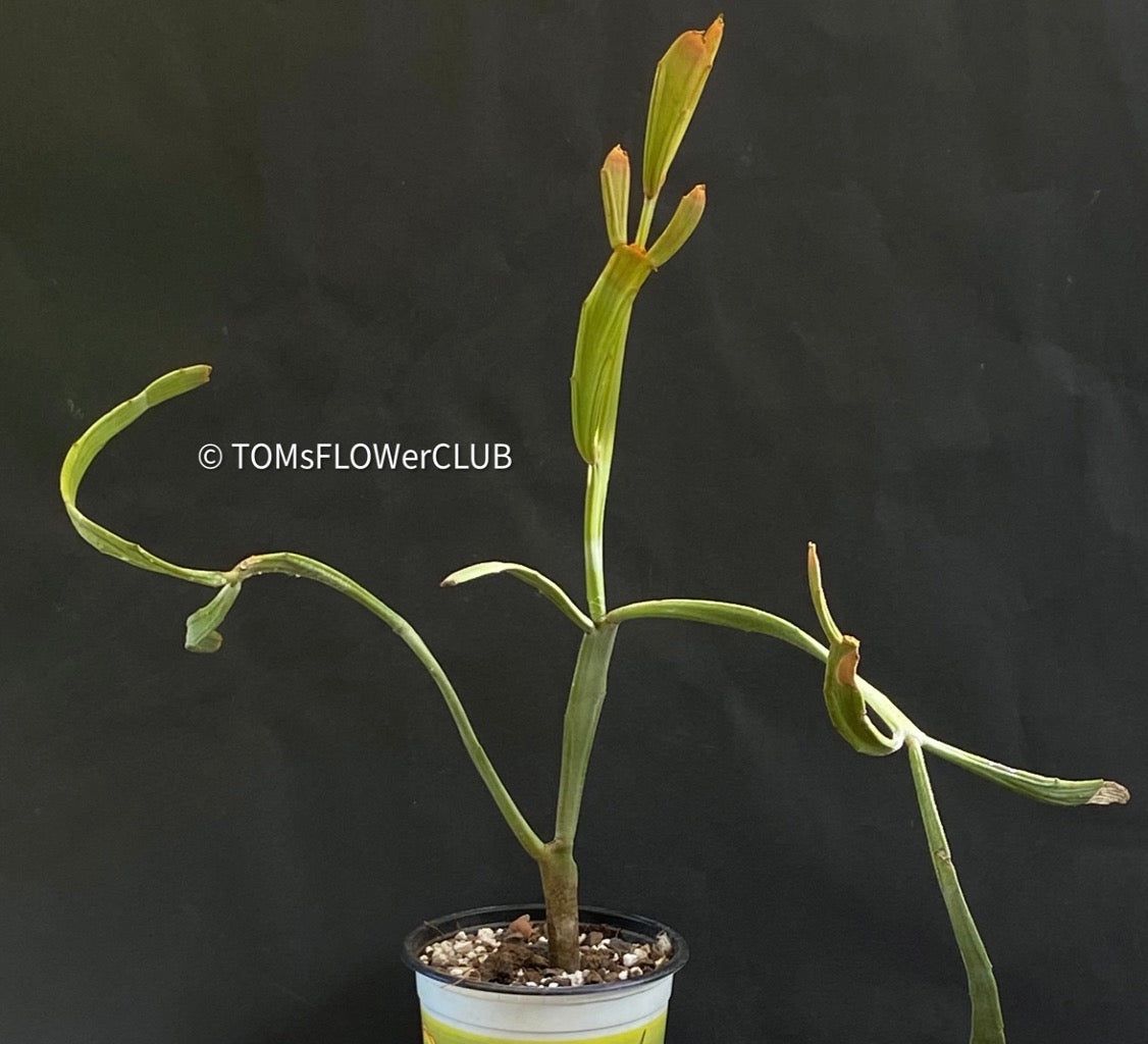 Piante & sementi: Euphorbia Xylophylloides - einzigartig aus Madagaskar – Nuovo e nell'imballaggio originale da Adliswil venduto da astom369 7