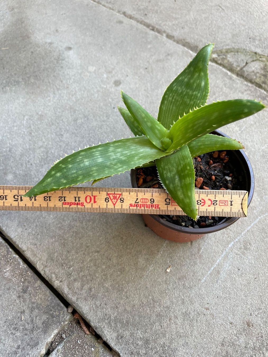 Piante & sementi: Aloe Vera – Usato da Dierikon venduto da Wale71 2
