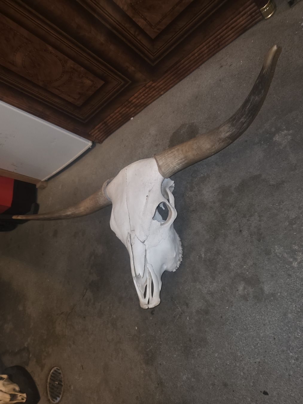 Altre raccolte & rarità: Hochlandrind Schädel – Usato da Hasle LU venduto da Auctions_Hunters 1