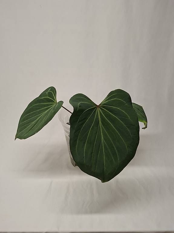 Pflanzen & Samen: Anthurium KOS Butterfly – Gebraucht aus Fahrweid von mikes.anthurium