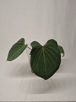 Anthurium KOS Butterfly