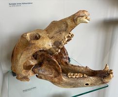 Höhlenbär ca. 25’000 Jahre alt