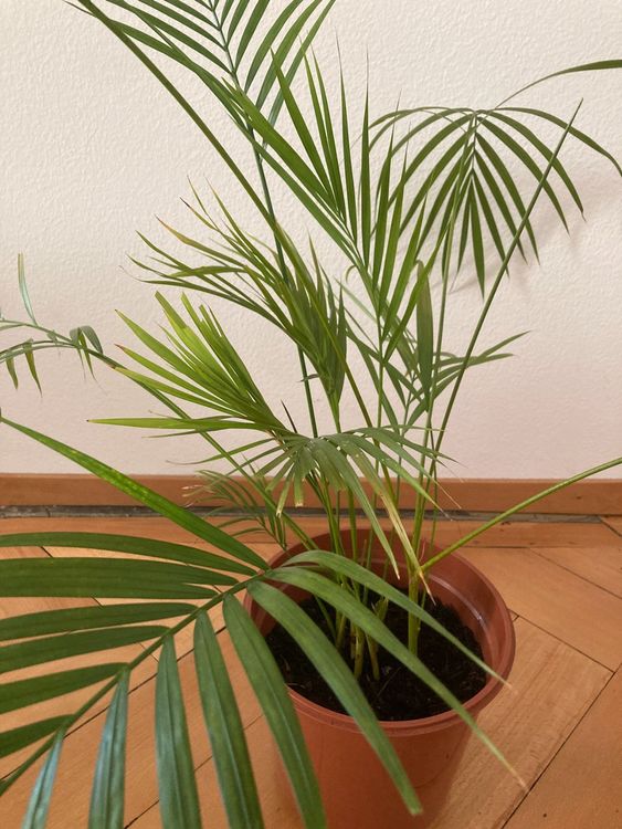 Goldfruchtpalme - Echte Zimmerpflanze, Areca Dypsis Lutescens - Höhe Ca. 100 Cm, Topf- 17 Cm