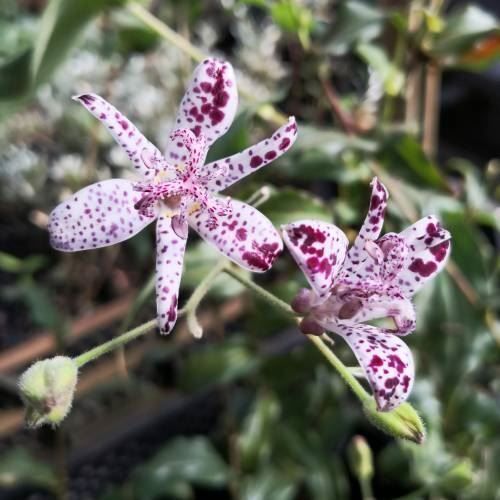 Pflanzen & Samen: Lis Crapaud  2 PLANTS – Neu und originalverpackt aus Bremblens von FIBONACCI369 2