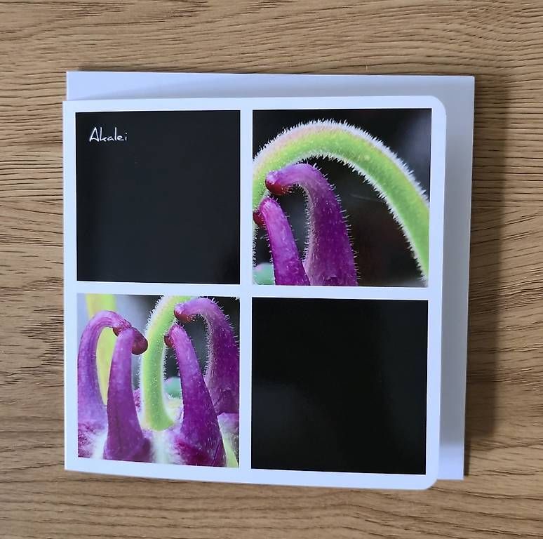 Ansichtskarten: Collagekarte Akalei – Neu und originalverpackt aus Chur von Frei3912