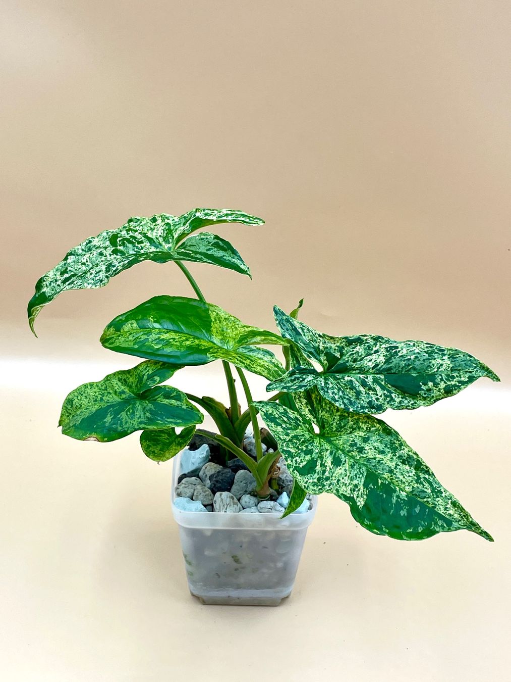 Pflanzen & Samen: Syngonium mottled 'Mojito' – Neu (gemäss Beschreibung) aus Zürich von Leafscape