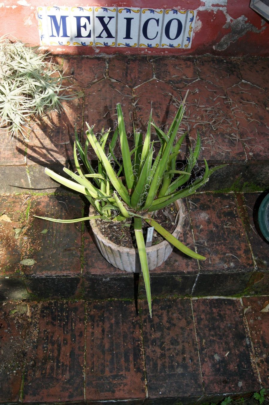 Piante & sementi: Agave filifera in robustem Tontopf – Usato da Geroldswil venduto da botanicals 1
