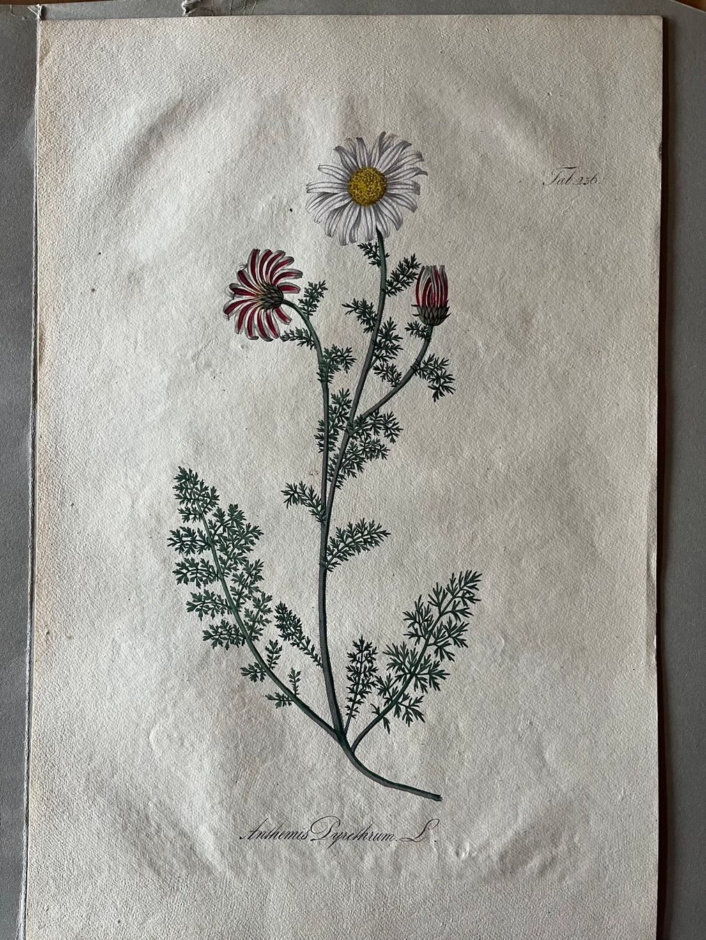 Poster & Bilder: Handzeichnungen Pflanzen/Blumen – Neu (gemäss Beschreibung) aus Rengg von ecilainruh 1