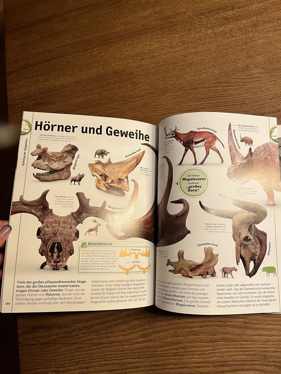 Libri: Dinosaurier buch – Nuovo (secondo la descrizione) da Uebeschi venduto da lee-elle 3
