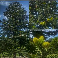 Araucaria Araucana - einfach nur zauberhafte Andentanne