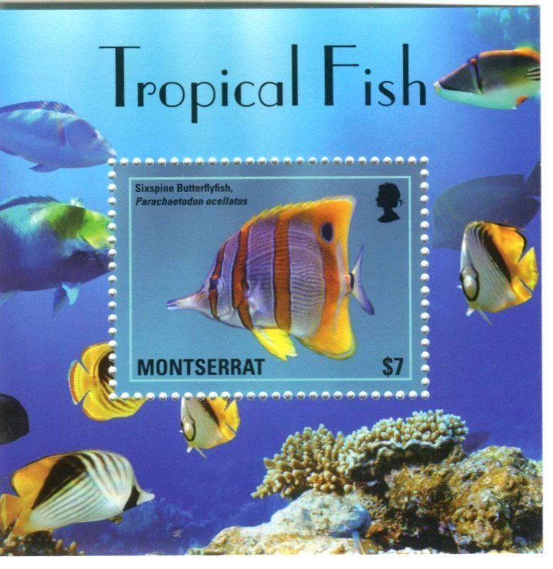 Tous les timbres: Block "Fische". Montserrat. – Neuf avec emballage d'origine à Basel par Butsch5