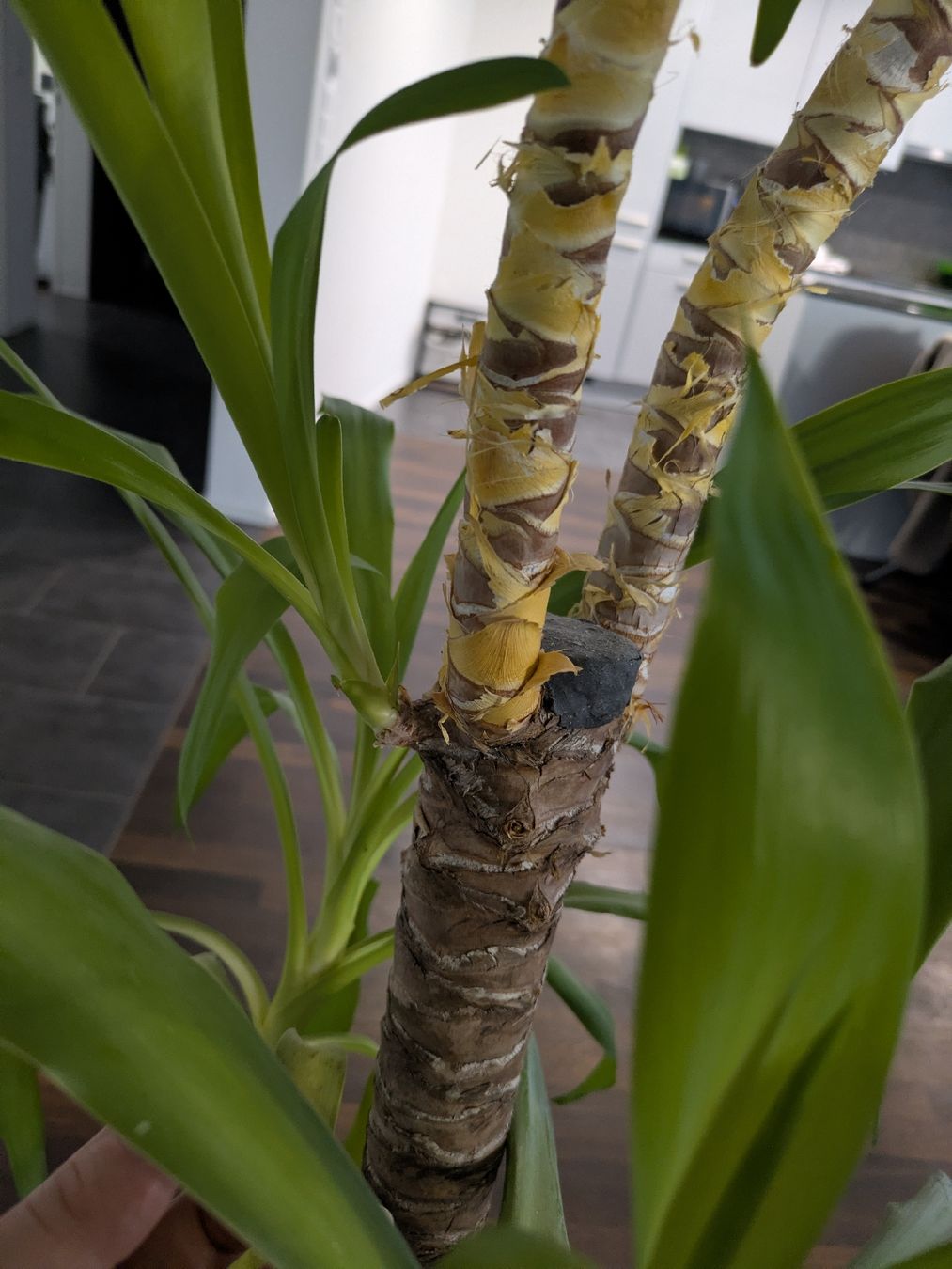 Pflanzen & Samen: Yucca Palme – Gebraucht aus Sirnach von ratano 3