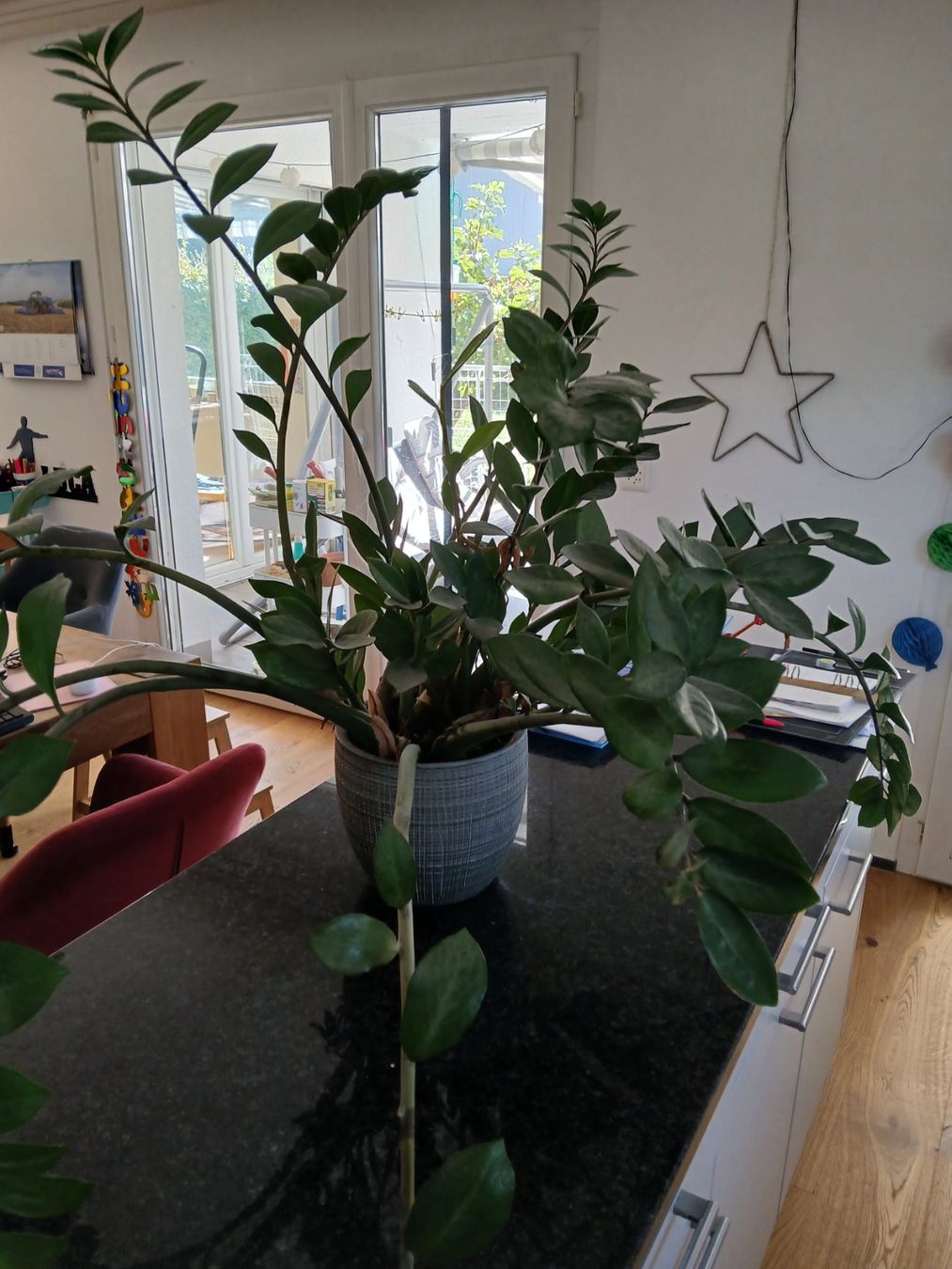 Piante & sementi: Glücksfeder Pflanze mit Topf – Usato da Fislisbach venduto da Coffeeinthemorning