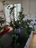 Glücksfeder Pflanze mit Topf
