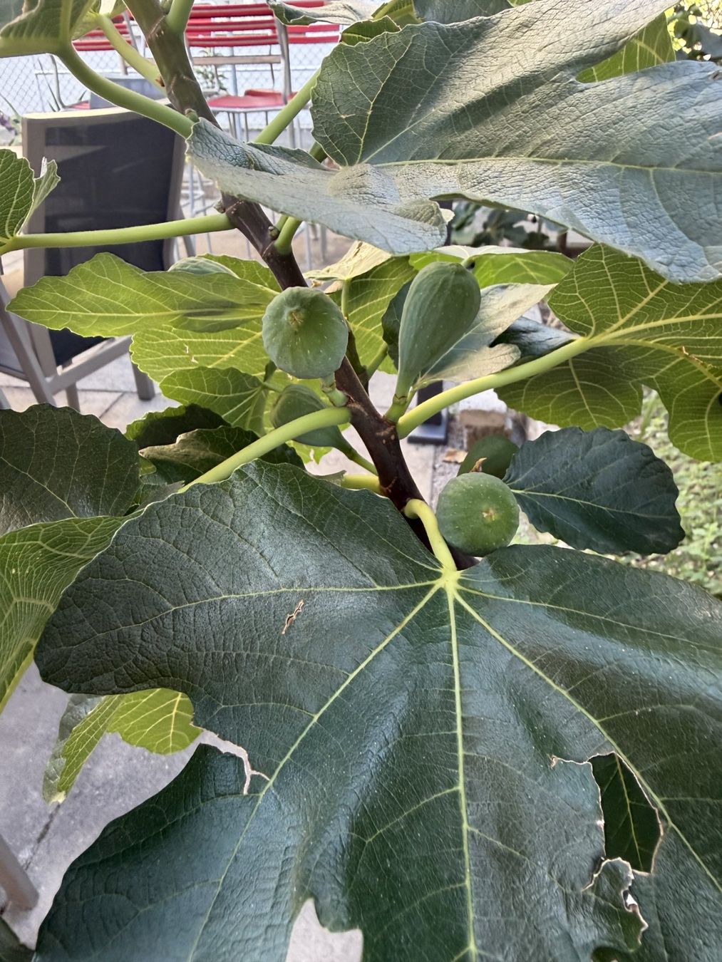 Plantes & graines: Feigenbaum winterhart – D'occasion à Thun par solex777 2