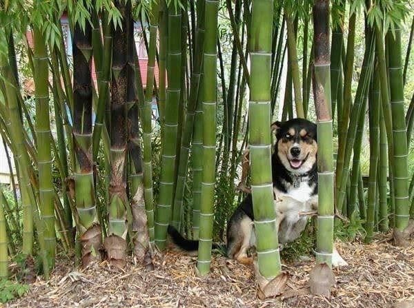 Piante & sementi: Bambou Géant Moso (phyllostachys P.) 35g – Nuovo (secondo la descrizione) da Bremblens venduto da FIBONACCI369 2