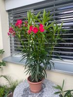 Oleander rot, Höhe 110 cm