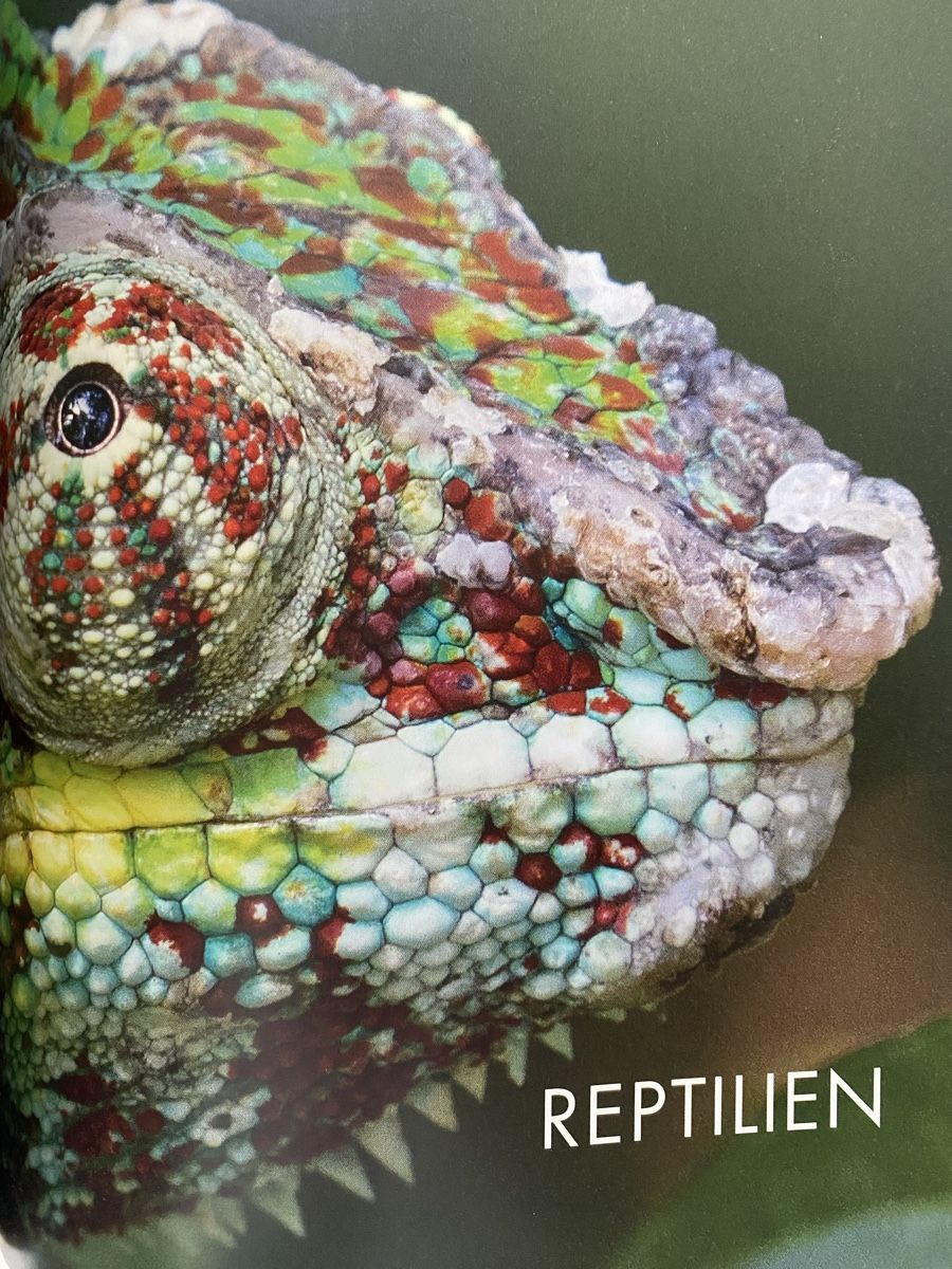 Libri: Informatives Tierbuch Zooführer, Neu! – Nuovo e nell'imballaggio originale da Wetzikon ZH venduto da Louisiana-Girl 6