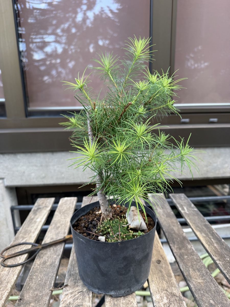 Piante & sementi: Larix kaempferii Bonsai Rohmaterial – Usato da Suhr venduto da BonsaiGutzi