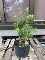 Larix kaempferii Bonsai Rohmaterial