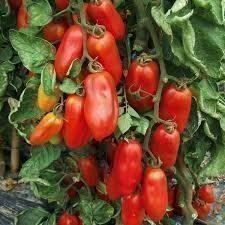 Piante & sementi: Tomate, San Marzano – Nuovo (secondo la descrizione) da Eschen venduto da Saemereien24 1