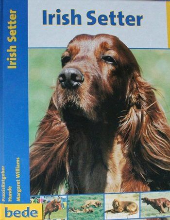 Libri: Irish Setter – Usato da Schlatt TG venduto da annesbuecher