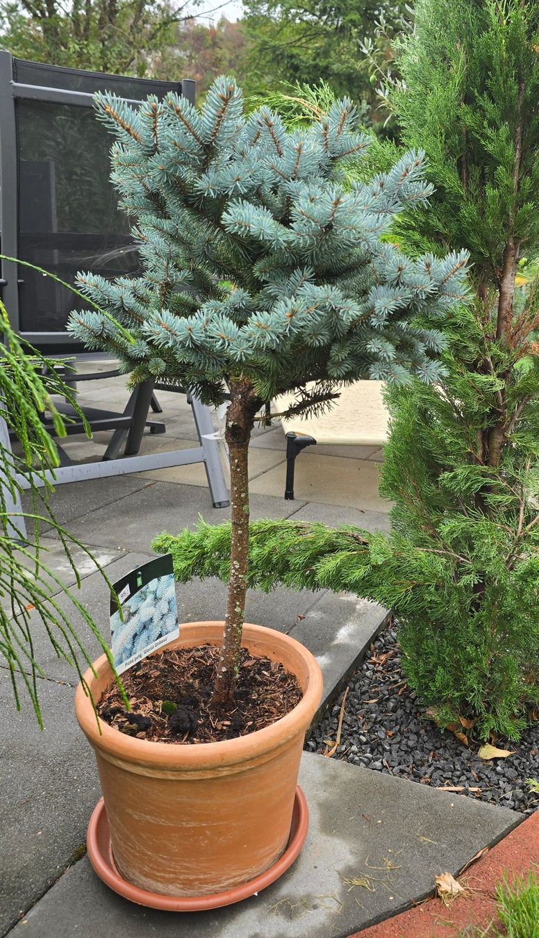 Pflanzen & Samen: Picea pungens 'Glauca Globosa Stämmchen – Neu (gemäss Beschreibung) aus Aarburg von popkorn65 3