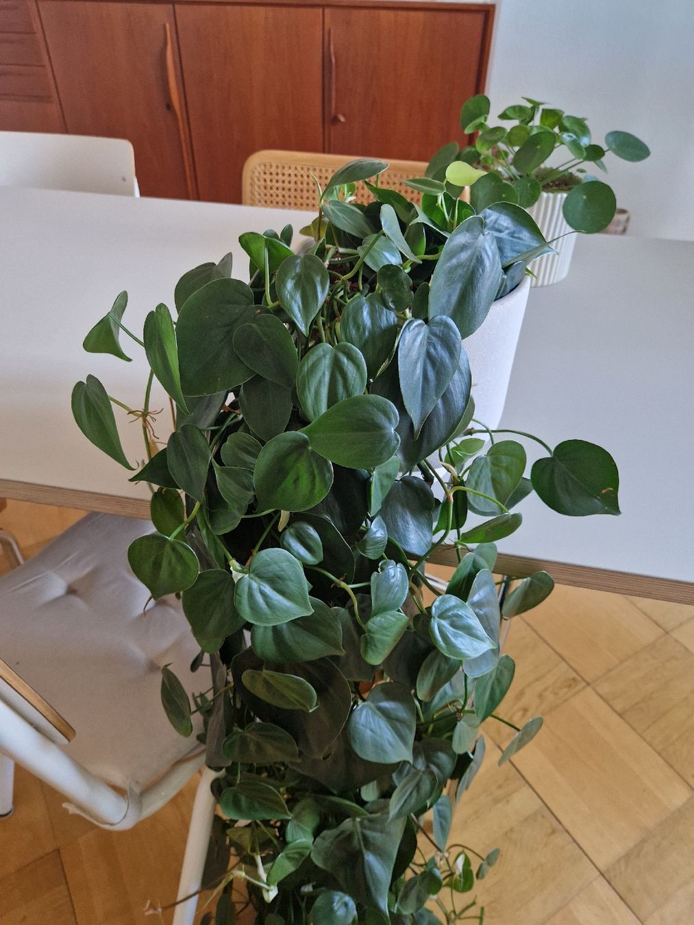 Hngepflanze Philodendron scandens - Zimmerpflanze (Gebraucht) in Basel fr  CHF 45  mit Lieferung auf Ricardo kaufen