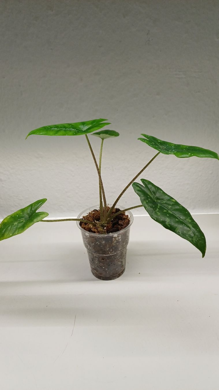 Plantes & graines: Alicasia – D'occasion à Bern par uwi_8t7x 3