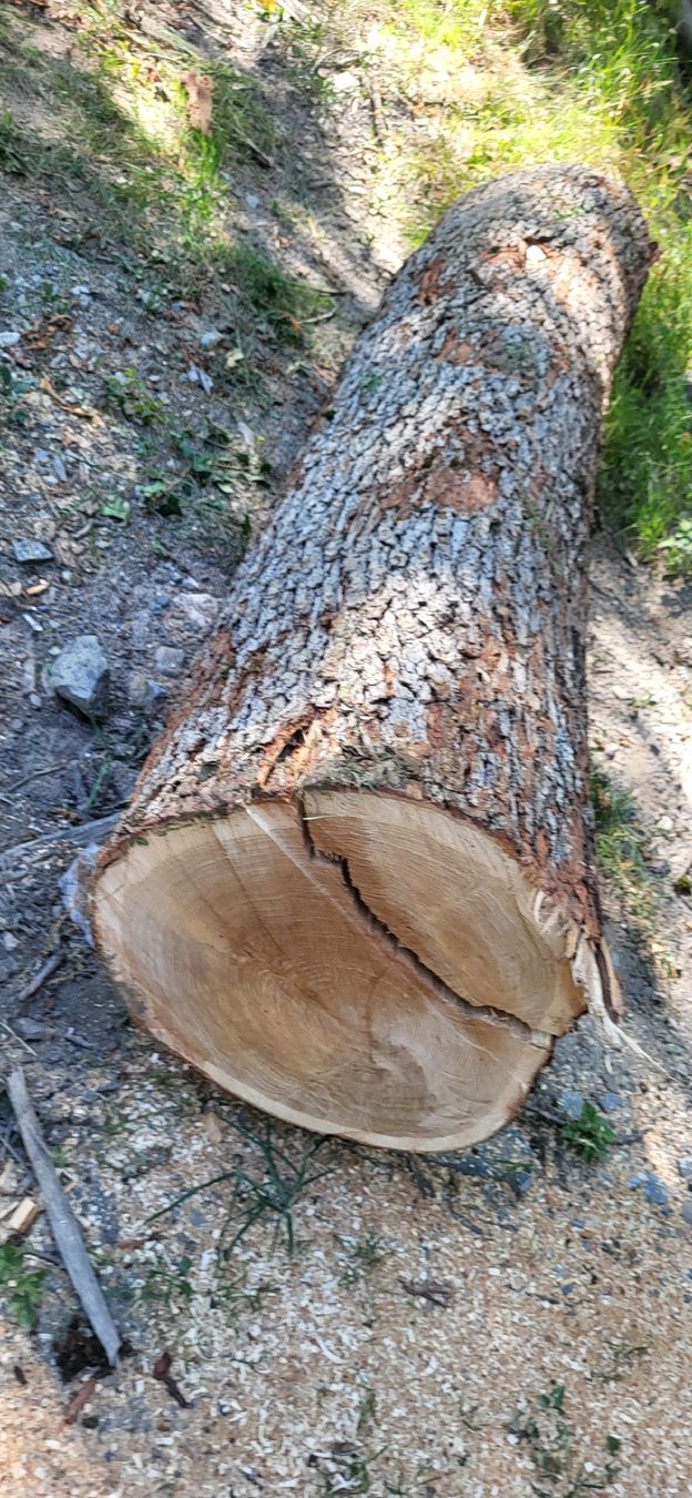 Holzartikel: Eiche Stamm Stammholz Massiv Eichenholz – Neu (gemäss Beschreibung) aus Jenins von Wald-kauz 2