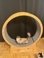 Katzenlaufrad