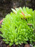 Haworthia ‘Kikuhigasa’ - ganze PflanzenFamilie im Topf