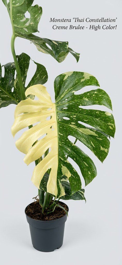 Plantes & graines: Grosse Monstera Thai Constellation 'Creme Brulee' Half-Moon – Neuf (Voir description) à Murg par rog_9fkd