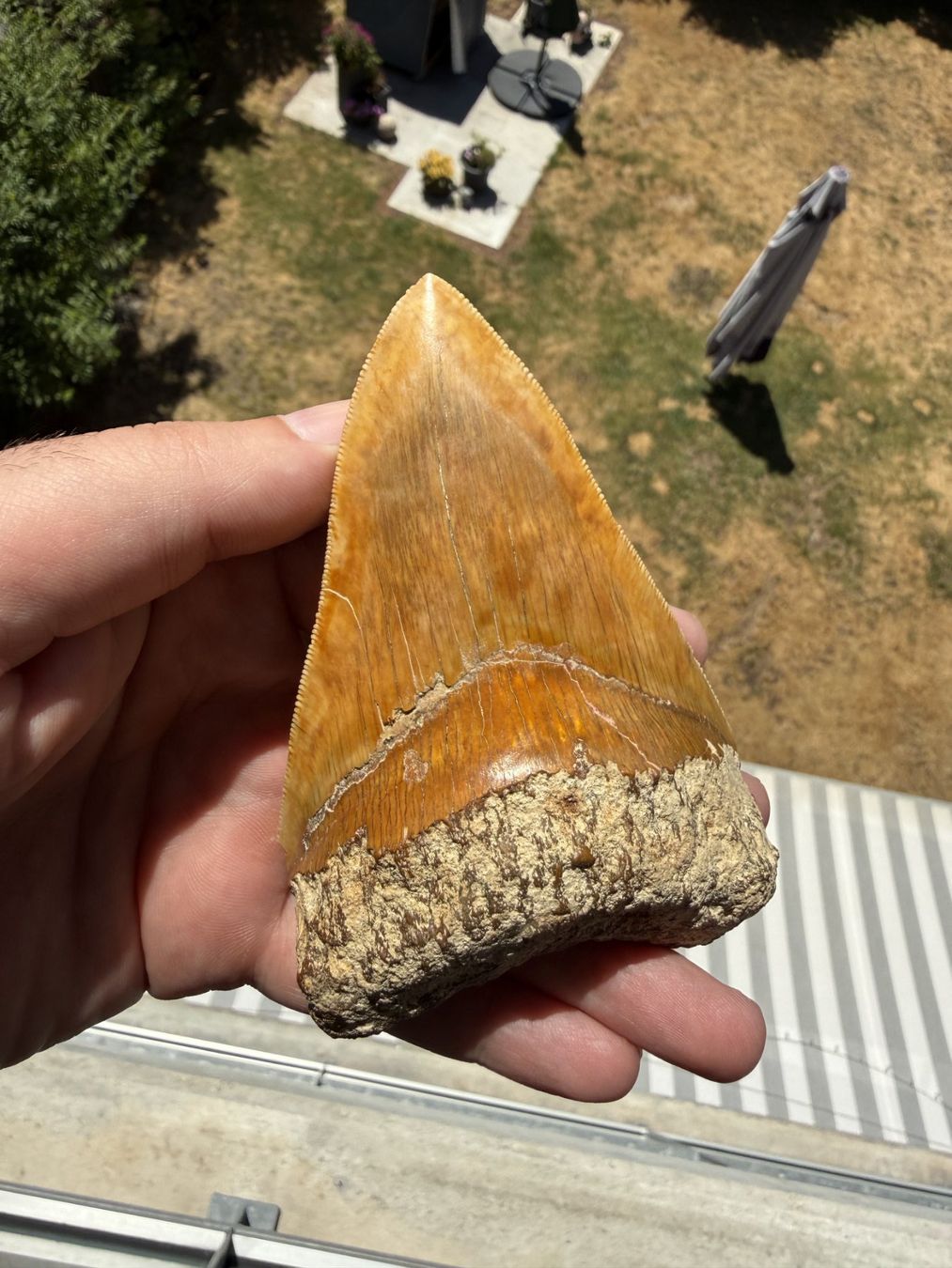 Fossilien: Megalodon Zahn Indonesien – Gebraucht aus schüpfen von rica122