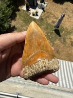 Megalodon Zahn Indonesien