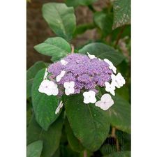 Profile image of Hydrangea-serrata