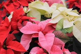 Poinsettia - étoile de Noël  ( 2 PLANTS couleur au choix )