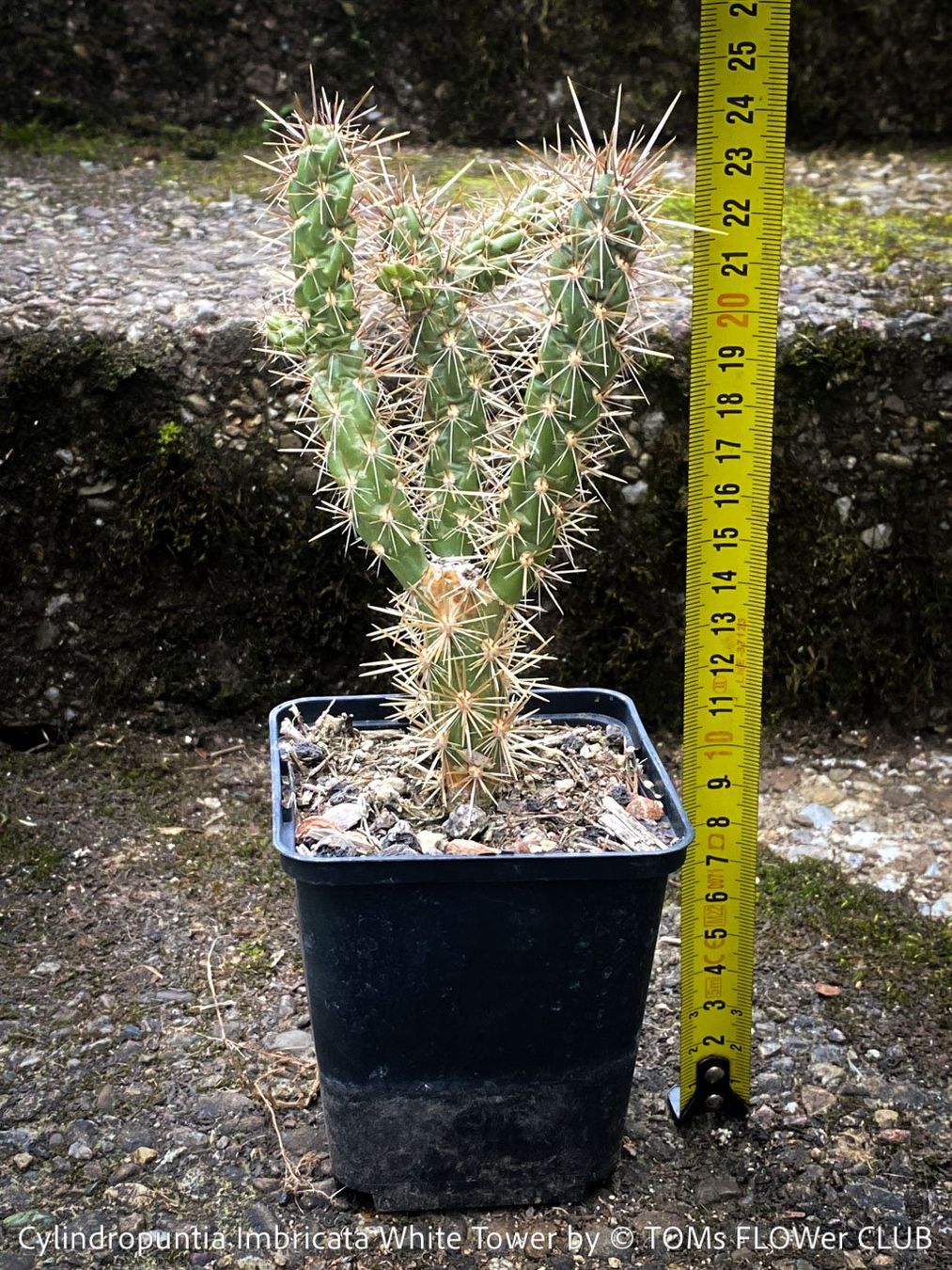Piante & sementi: Cylindropuntia Imbricata White Tower - Tree Cholla – Nuovo e nell'imballaggio originale da Adliswil venduto da astom369 5