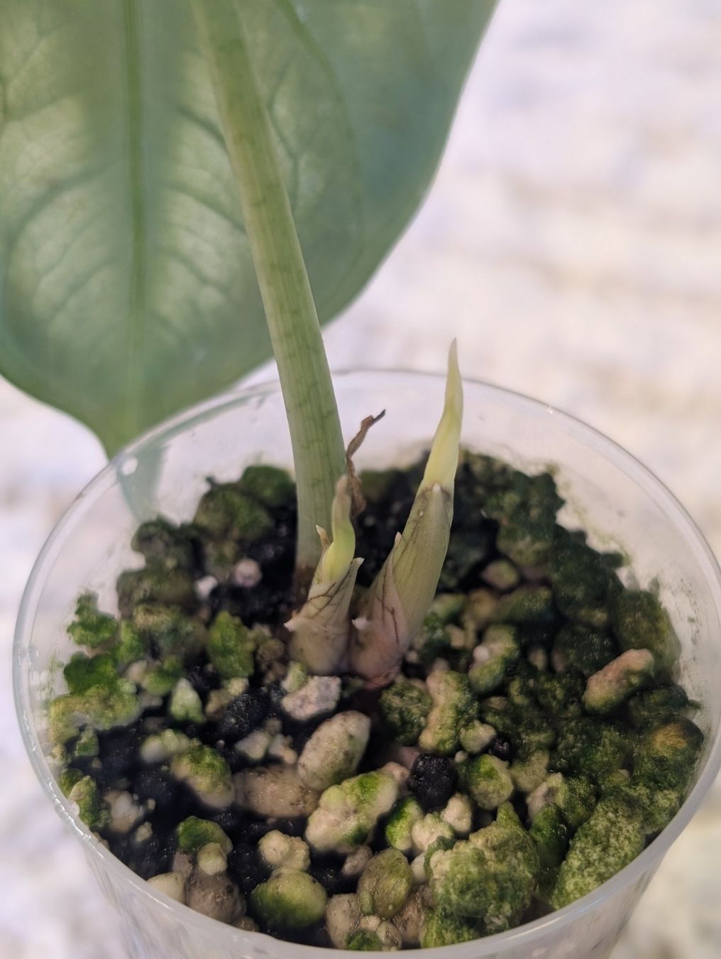 Piante & sementi: Alocasia Ninja White Mutation – Nuovo (secondo la descrizione) da Faulensee venduto da plantmama 2