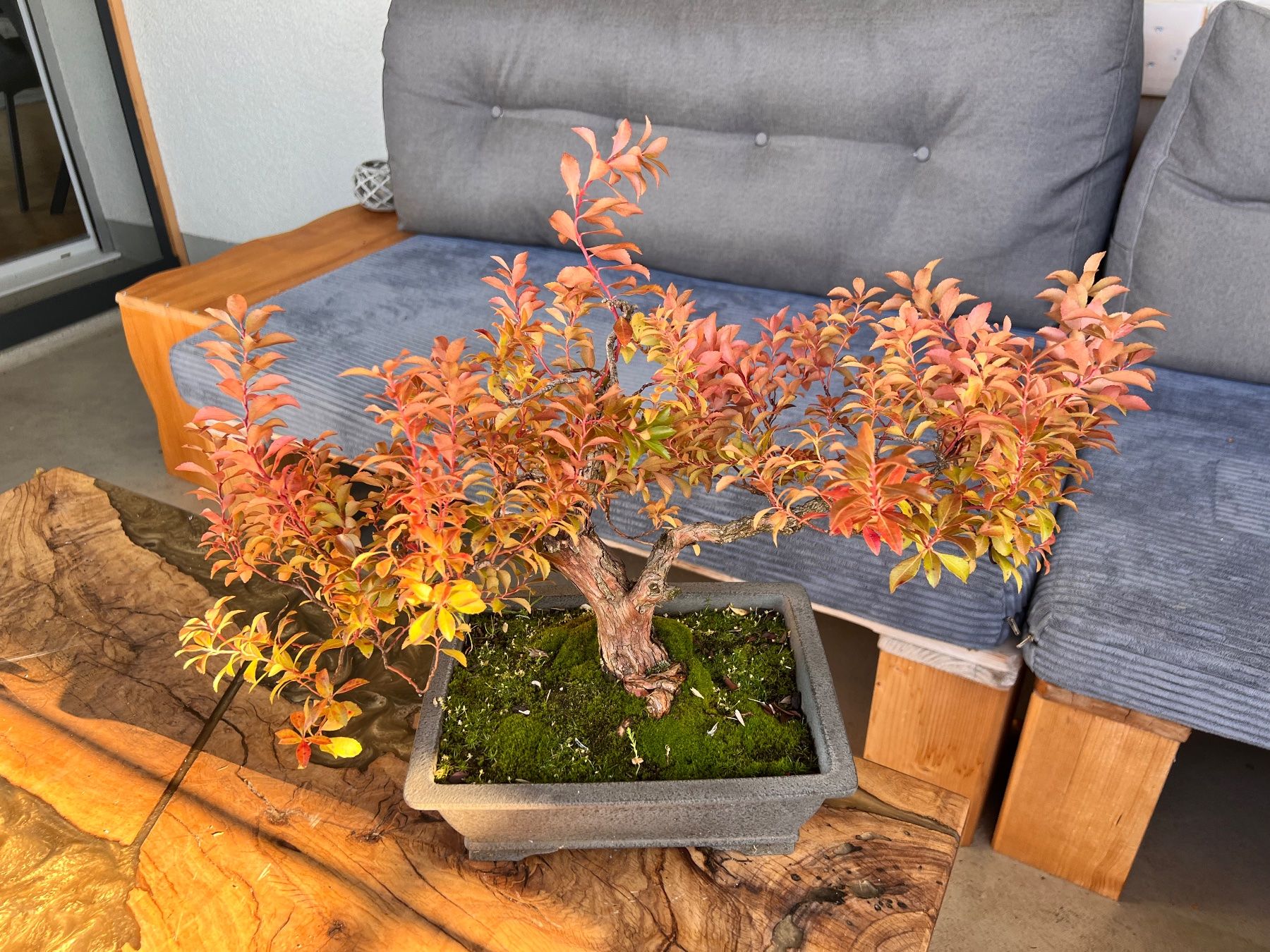 Pflanzen & Samen: Bonsai – Gebraucht aus Goldach von Bonti 2