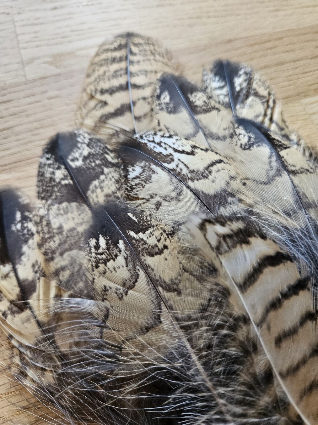 Il mondo degli animali: Federn Uhu – Nuovo (secondo la descrizione) da Wallenwil venduto da luc_mei 1