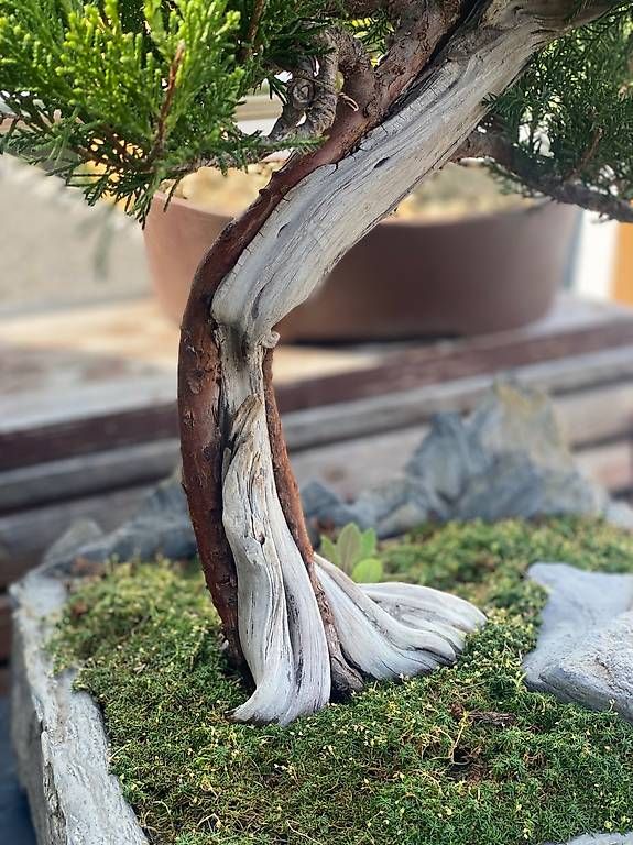 Plantes & graines: Bonsai Wacholder – D'occasion à Aarau Rohr par Sergiomendez 2