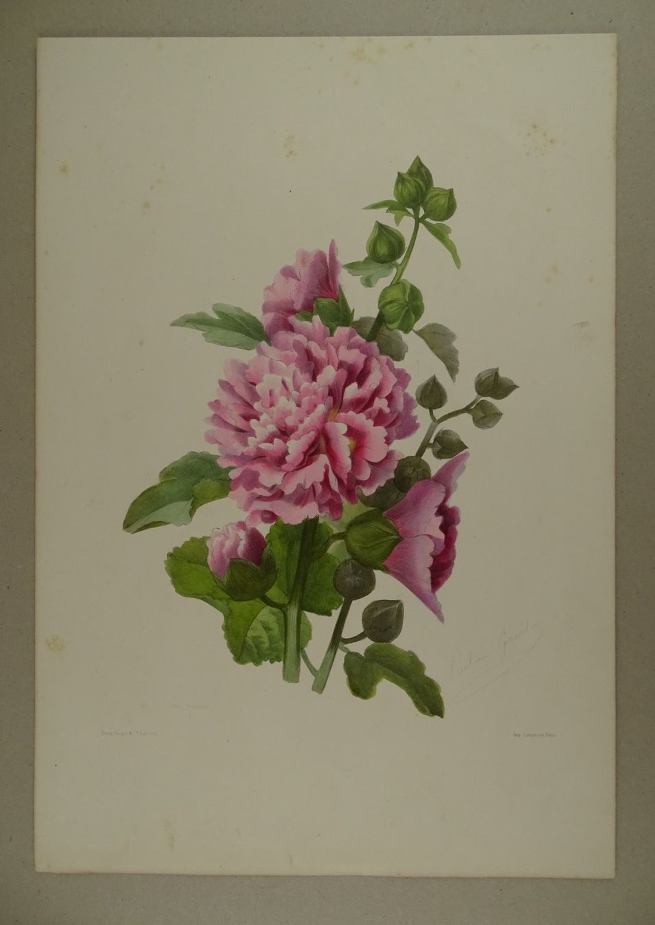 Stiche: ROSE TREMIÈRE, LITHOGRAPHIE UM 1850 – Gebraucht aus Grüningen von Kartensammler